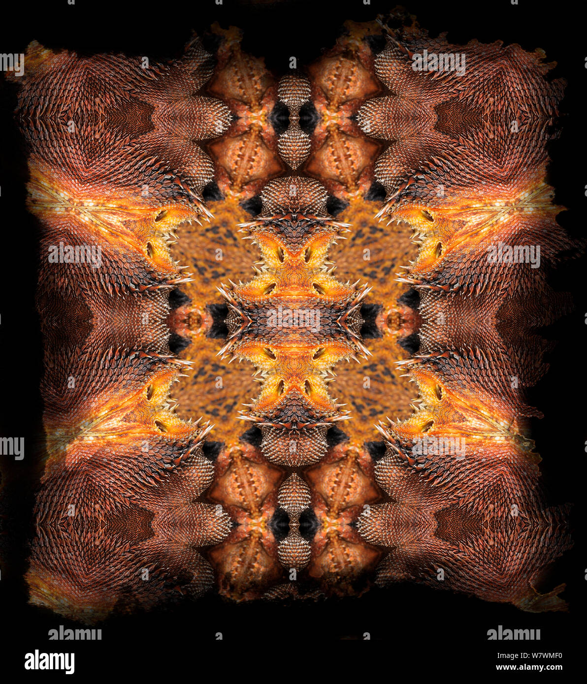 Kaleidoscope pattern formed from picture of Bearded Dragon (Pogona) scales, including scales from around ears. EMBARGOED FOR NAT GEO UNTIL the end of 2015 Stock Photo