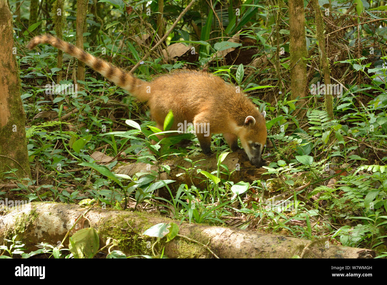 Ring-tailed coati (Nasua nasua) foraging, Serra Bonita Private Natural Heritage Reserve (RPPN Serra Bonita), Camacan, Southern Bahia State, Eastern Brazil. Stock Photo