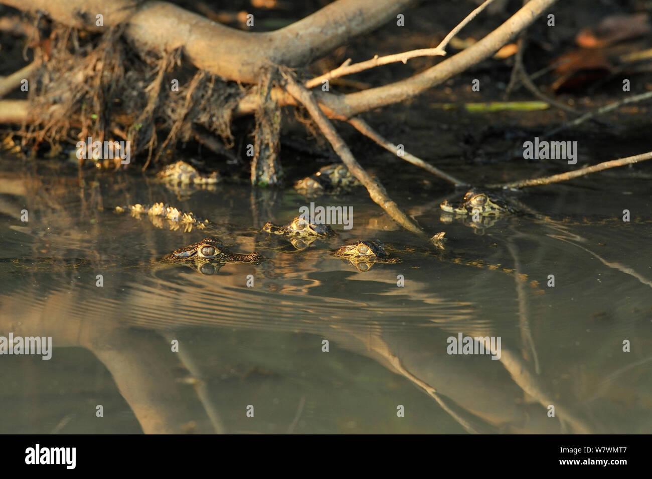 Baby Spectacled Caimans (Caiman crocodilus)  hiding in roots of trees, in Piquiri River, Pantanal of Mato Grosso, Mato Grosso State, Western Brazil. Stock Photo