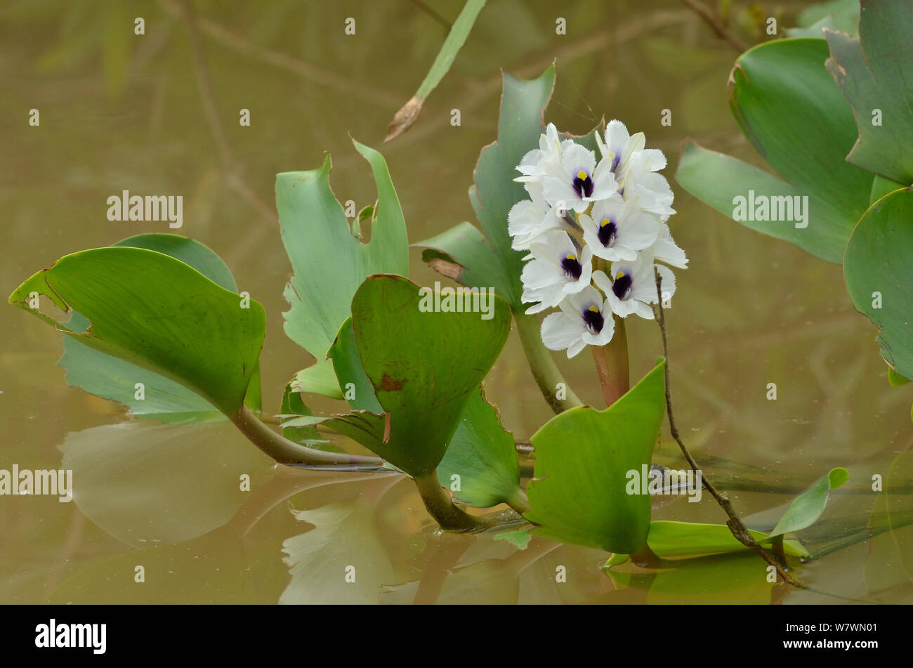 Water Hyacinth (Eichhornia azurea) Pantanal, Mato Grosso State, Western Brazil. Stock Photo