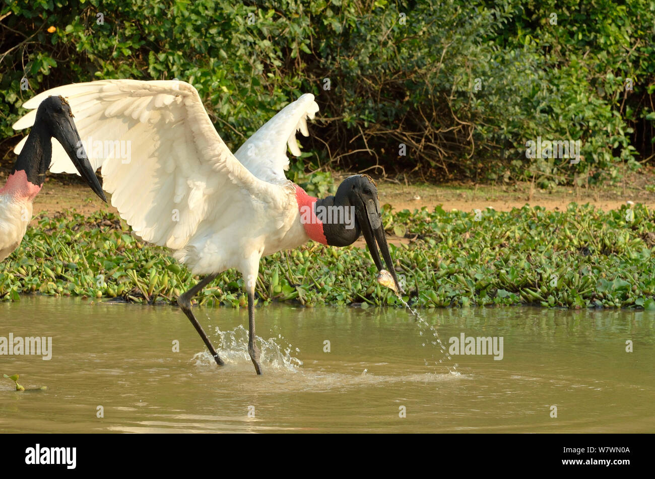 Jabiru Stork (Jabiru mycteria) catching a fish at Pixaim River