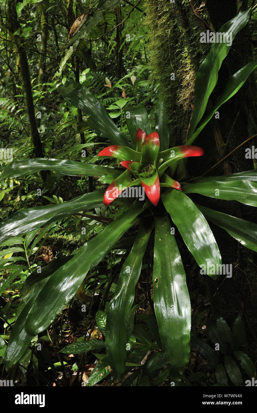 Bromeliad (Bromeliaceae) in flower in rainforest, Salto Morato Nature Reserve / RPPN Salto Morato, Guaraquecaba, Parana, Brazil. Stock Photo