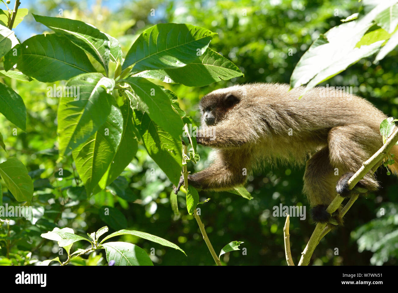 Black-fronted Titi Monkey (Callicebus nigrifrons) climbing, Atlantic Rainforest, Sao Lourenco, Southern Minas Gerais State, Brazil. Stock Photo