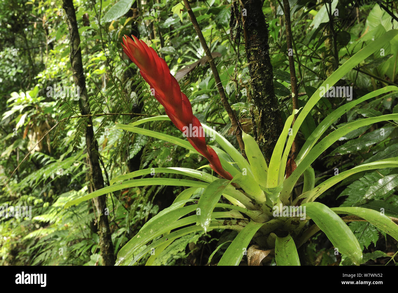 Bromeliad (Bromeliaceae) in flower in rainforest, Salto Morato Nature Reserve / RPPN Salto Morato, Guaraquecaba, Parana, Brazil. Stock Photo