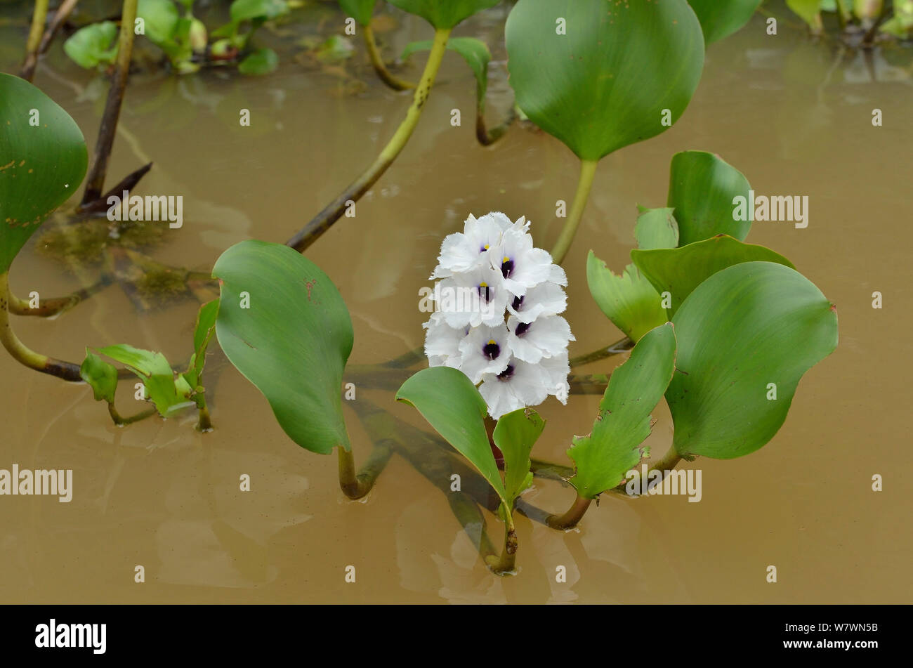 Water Hyacinth (Eichhornia azurea) Pantanal, Mato Grosso State, Western Brazil. Stock Photo