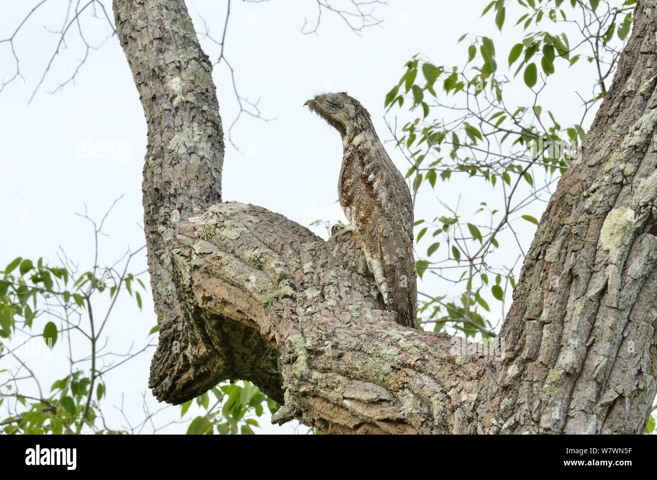 Great Potoo (Nyctibius grandis) in tree, Pantanal, Mato Grosso State, Western Brazil. Stock Photo