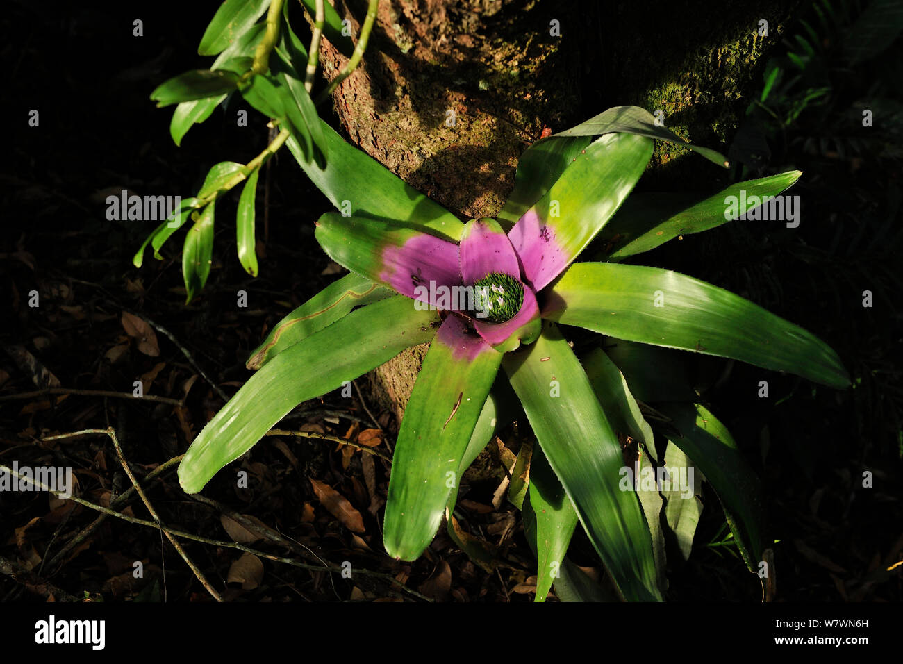 Bromeliad (Neoregelia concentrica) in flower, Atlantic Rainforest, REGUA - Reserva Ecologica Guapiacu, Cachoeiras de Macacu, Rio de Janeiro State, Southeastern Brazil. Endemic species. Stock Photo