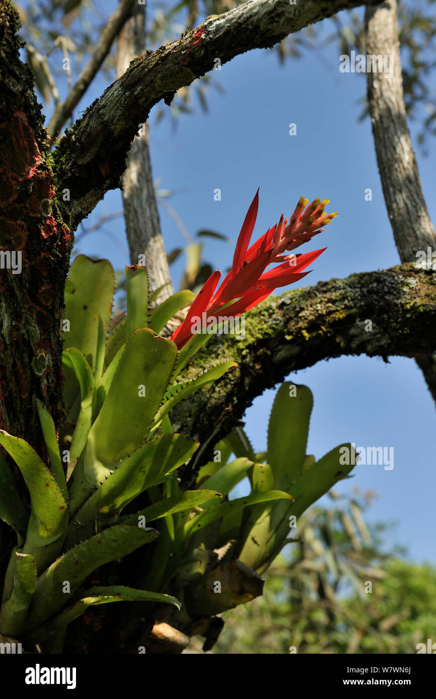 Bromeliad (Aechmea nudicaulis var. aureorosea) in flower, REGUA - Reserva Ecologica Guapiacu, Cachoeiras de Macacu, Rio de Janeiro State, Southeastern Brazil. Stock Photo