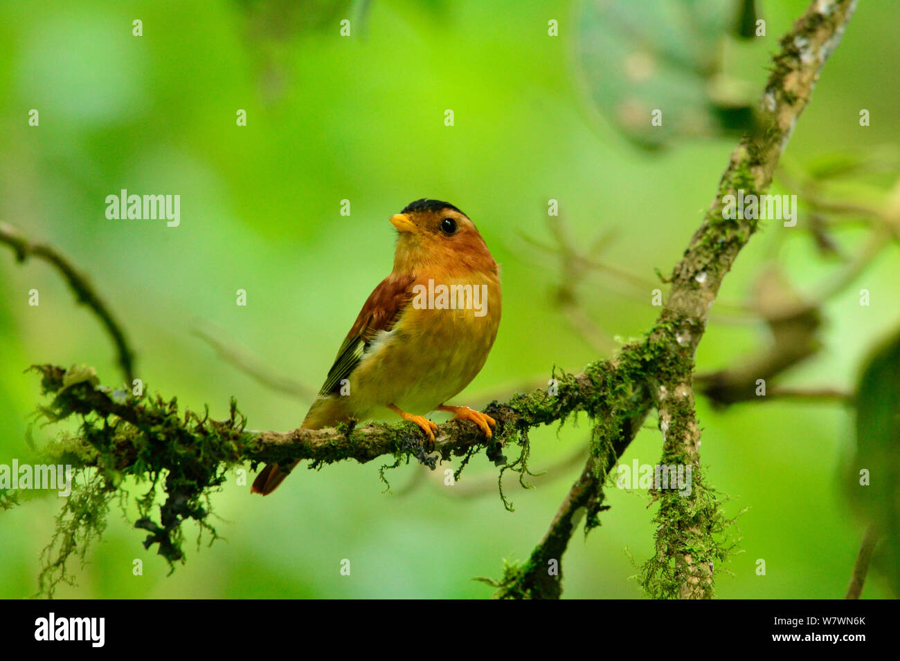 Black-capped Piprites (Piprites pileata) Atlantic Rainforest of Serra do Mar mountains, Bananal, Sao Paulo State, Brazil Stock Photo