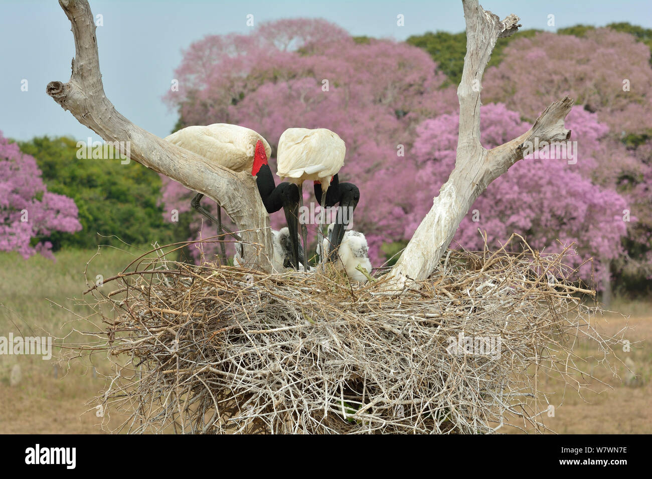Jabiru (Jabiru mycteria) stork parents at nest with Pink Ipe trees in flower in background (Tabebuia ipe / Handroanthus impetiginosus) Pantanal, Mato Grosso State, Western Brazil. Stock Photo