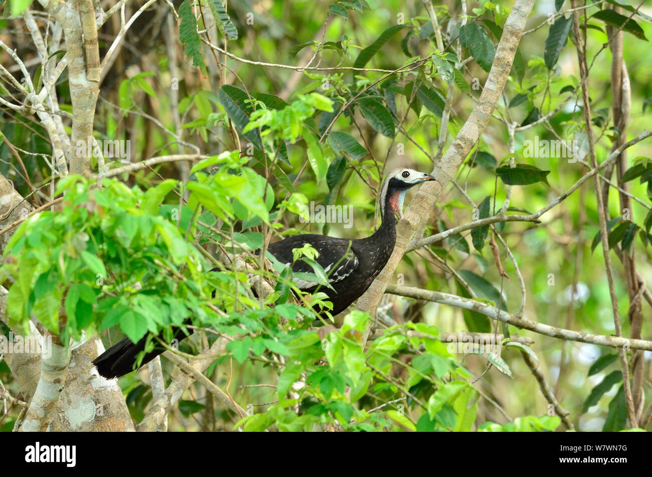 Blue-throated Piping-guan (Aburria cumanensis) Encontro das Aguas State Park, Pantanal, Mato Grosso State, Western Brazil. Stock Photo