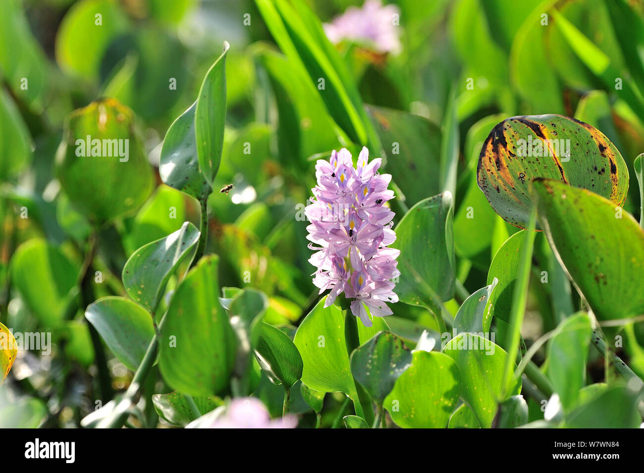 Common Water Hyacinth (Eichhornia crassipes) Pixaim River, Pantanal of Mato Grosso, Mato Grosso State, Western Brazil. Stock Photo