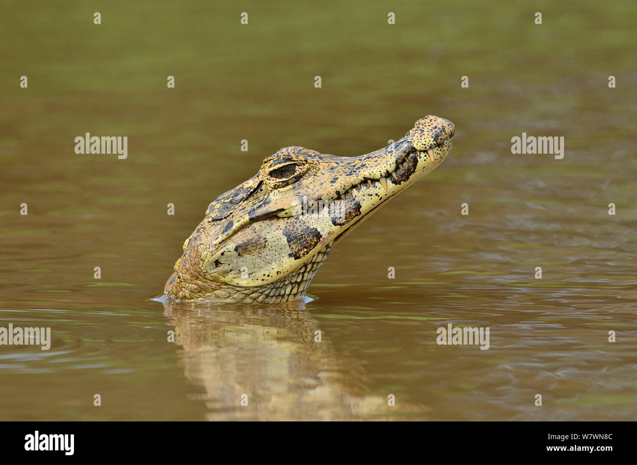 Yacare Caiman (Caiman yacare) peering out of the Piquiri River, Pantanal of Mato Grosso, Mato Grosso State, Western Brazil. Stock Photo