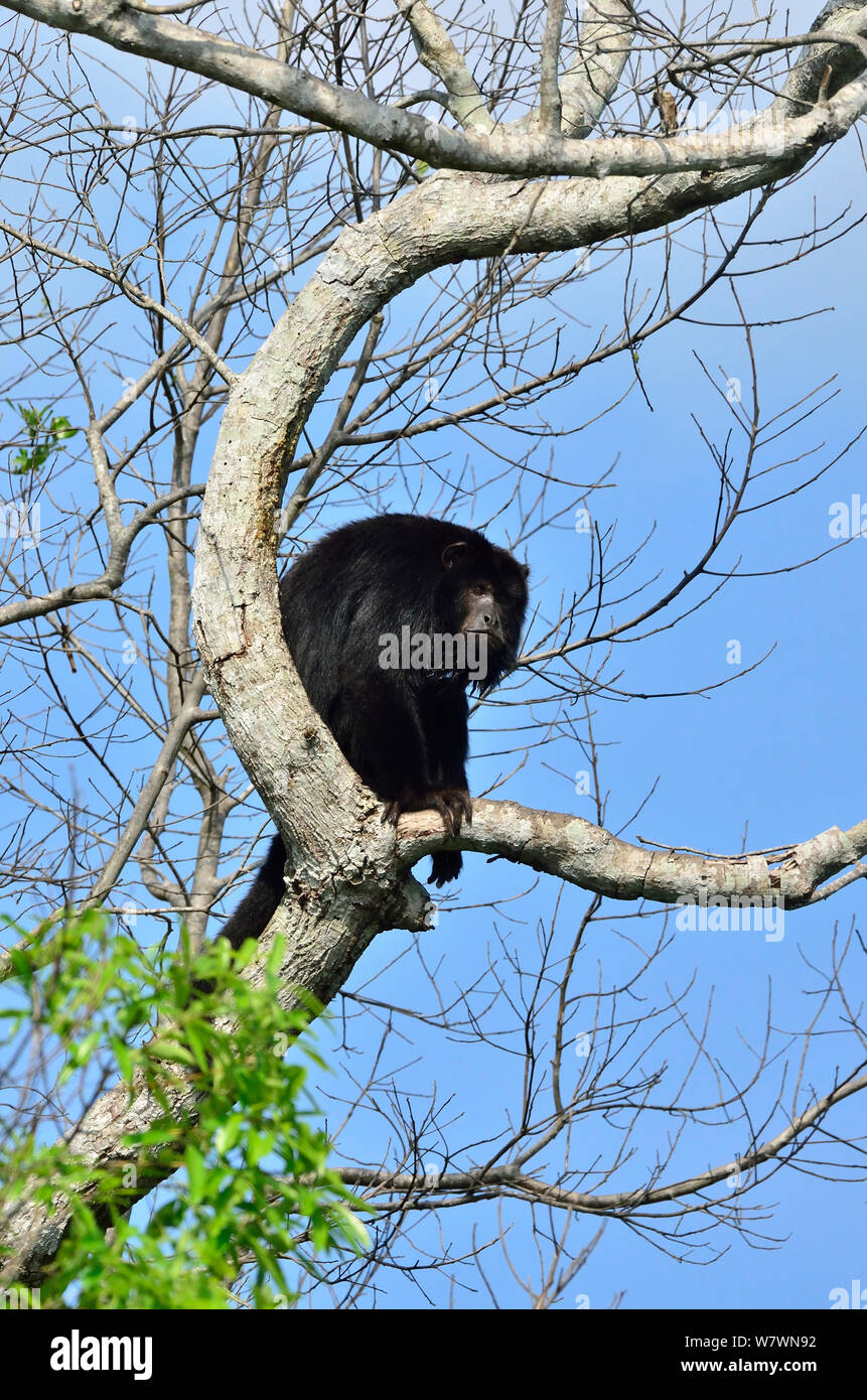 Male Black Howler monkey (Alouatta caraya) at Encontro das aguas State Park, Pantanal, Mato Grosso State, Western Brazil. Stock Photo