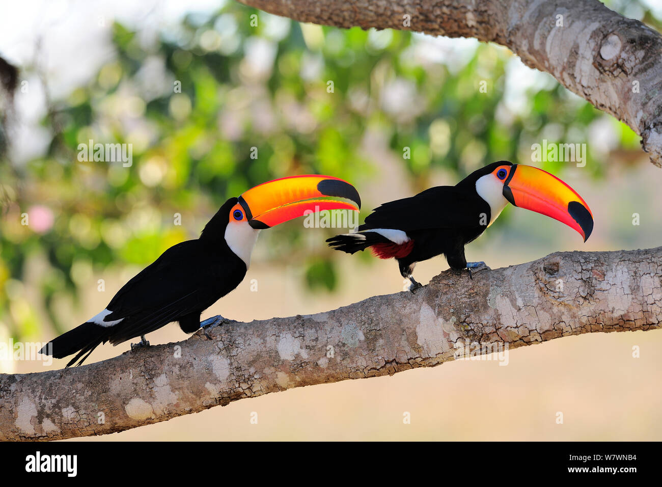 Toco Toucans (Ramphastos toco) perched on branch,Pantanal, Mato Grosso ...