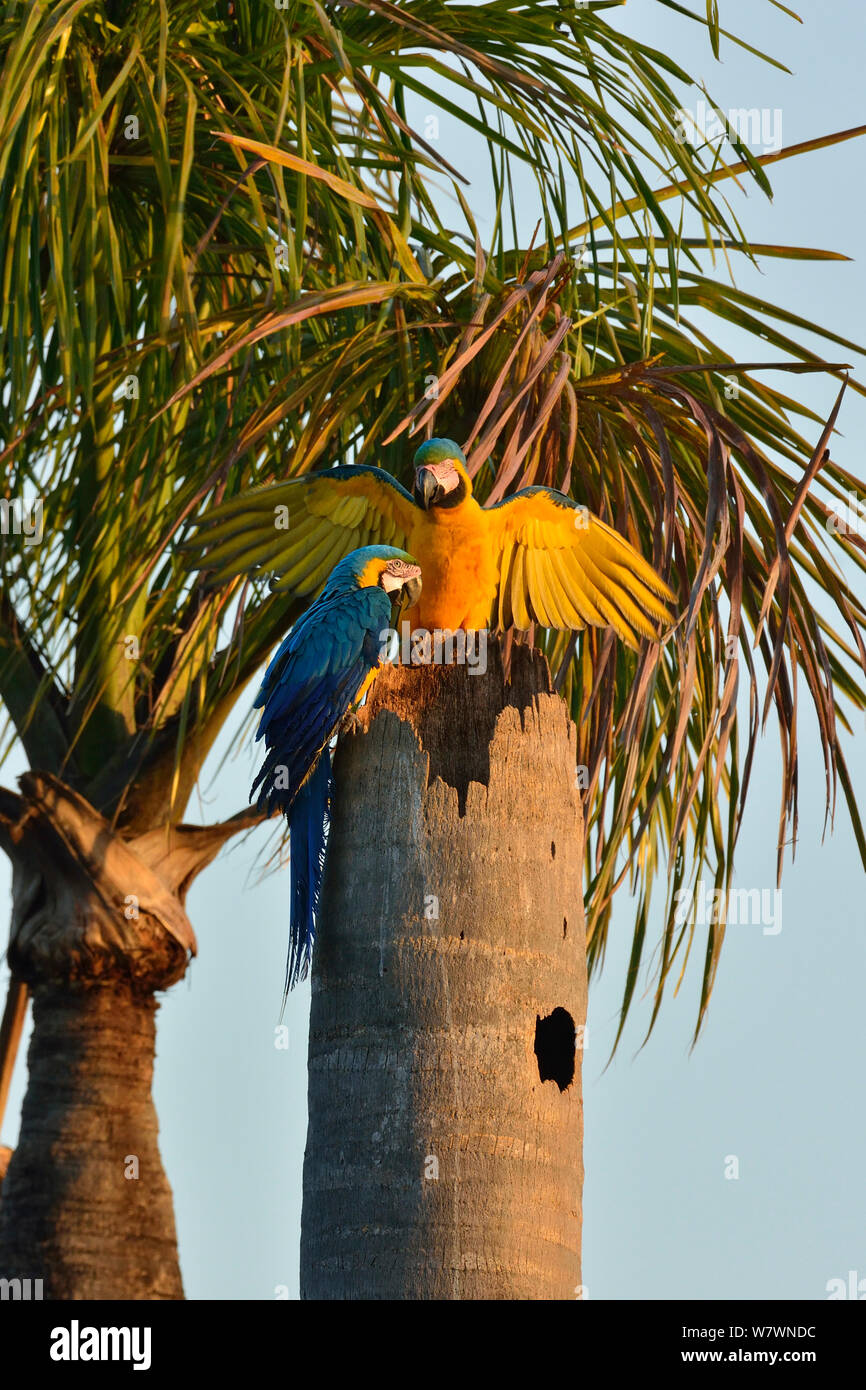 Blue and yellow macaw (Ara ararauna) pair at nest in palm tree, Pantanal,  Brazil Stock Photo - Alamy