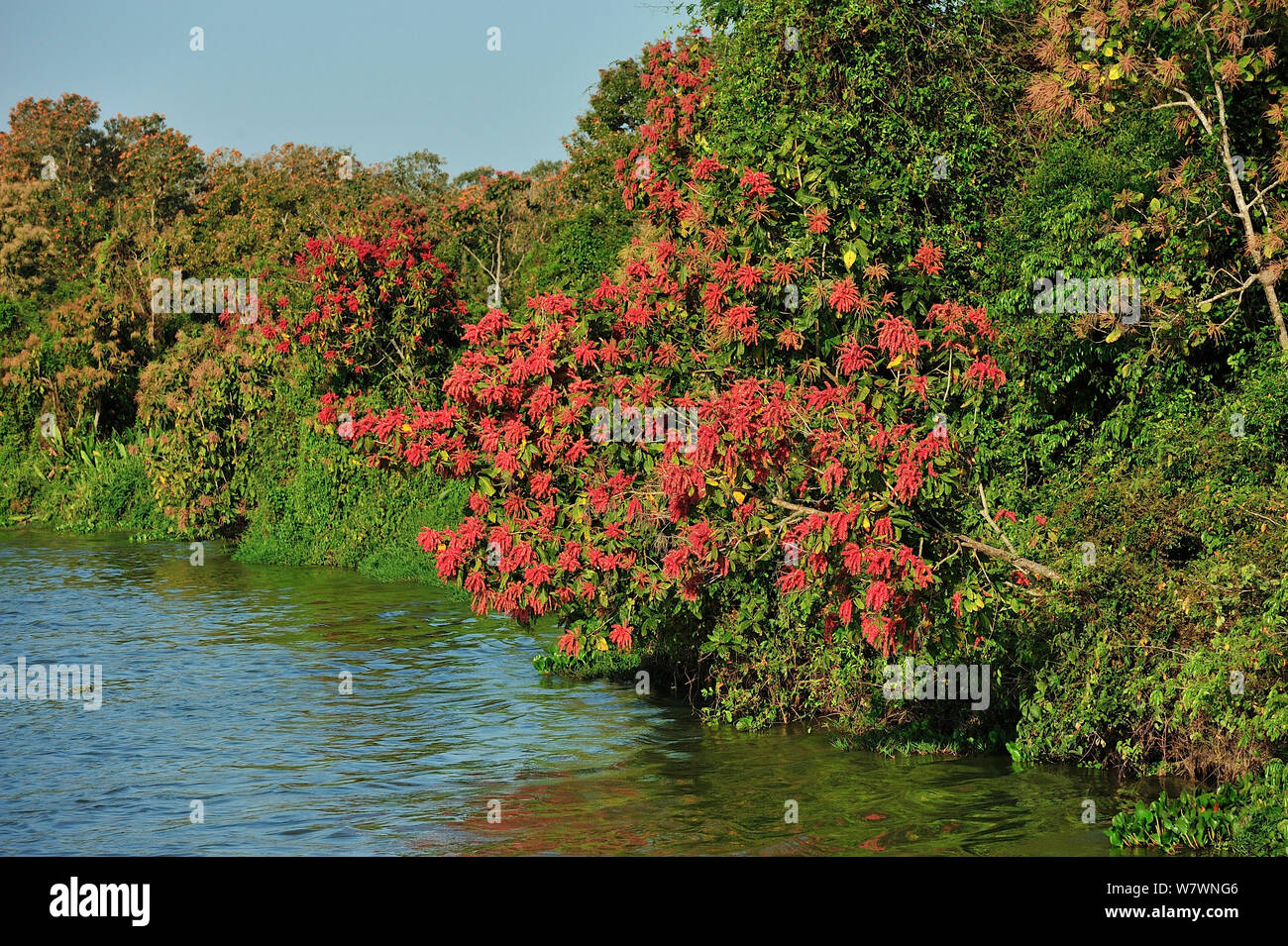 &#39;Novateiro&#39; Tree (Triplaris brasiliana) flowering on the shore of Paraguay River at the Pantanal of Mato Grosso, Taiama Ecological Station, Mato Grosso State, Western Brazil Stock Photo