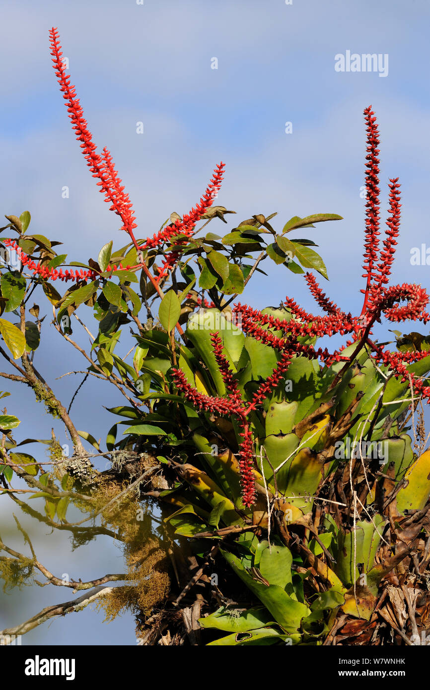 Bromeliad (Aechmea tentaculifera) in flower, in montane Atlantic Rainforest of Serra Bonita Private Natural Heritage Reserve (RPPN Serra Bonita), Camacan, Southern Bahia State, Eastern Brazil. Stock Photo
