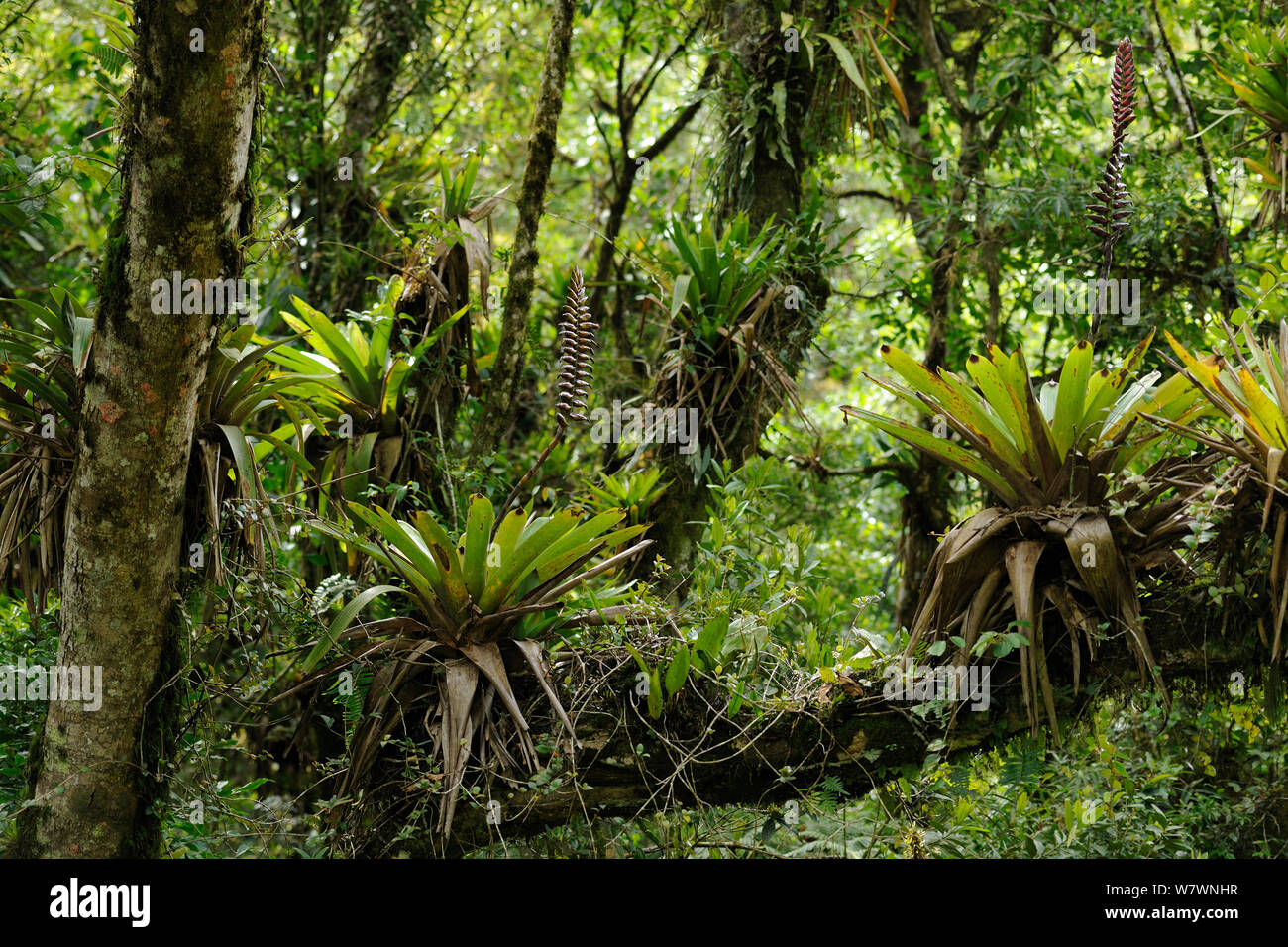 Mountainous Atlantic Rainforest with Bromeliads (Vriesea) at Serra do Mar mountains, Bananal, Sao Paulo State, Southeastern Brazil Stock Photo