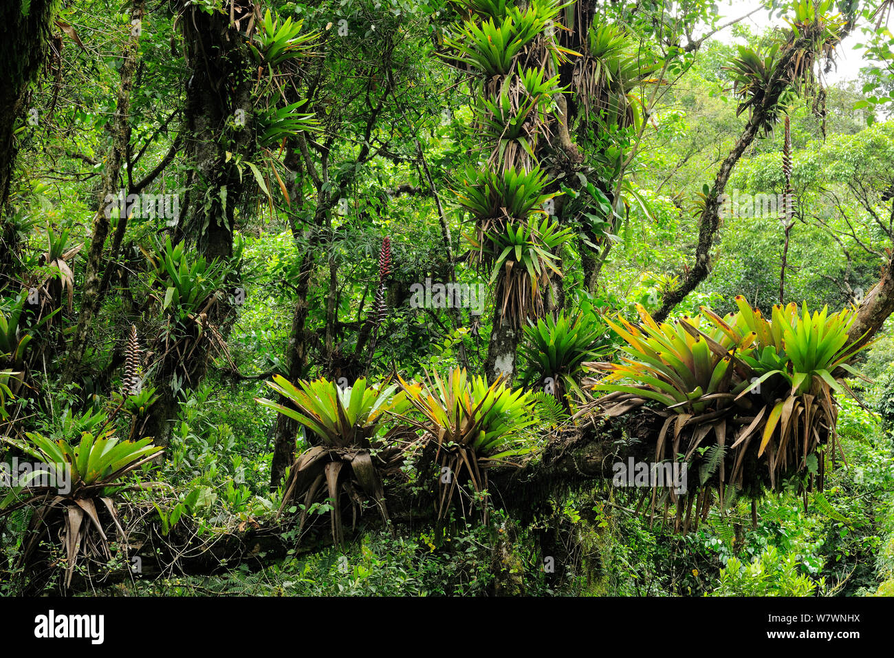 Montane Atlantic Rainforest with Bromeliads (Vriesea) at Serra do Mar mountains, Bananal, Sao Paulo State, Southeastern Brazil Stock Photo