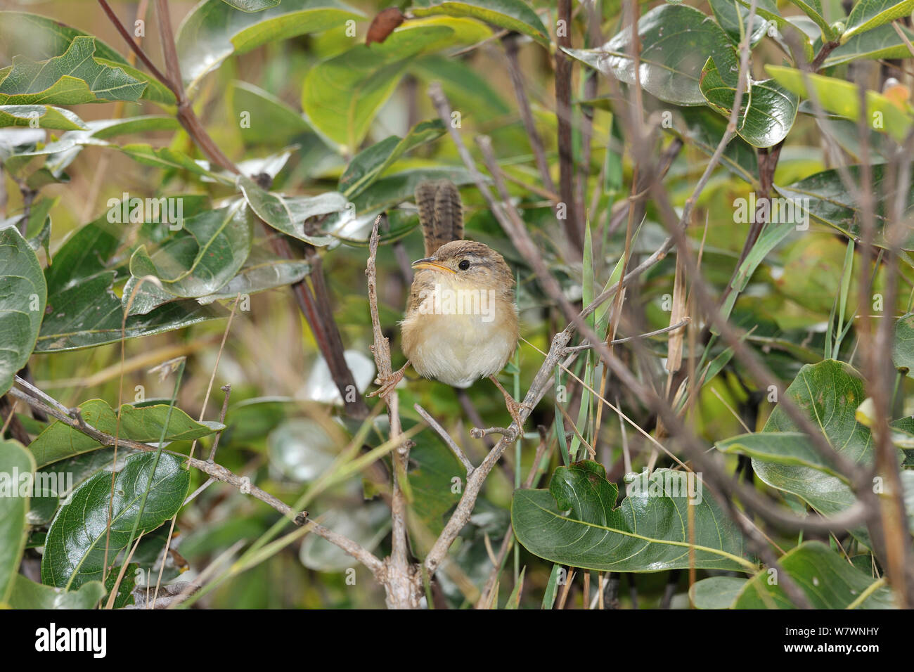 Grassland Sparrow (Amnodramus humeralis) Serra da Canastra National ...