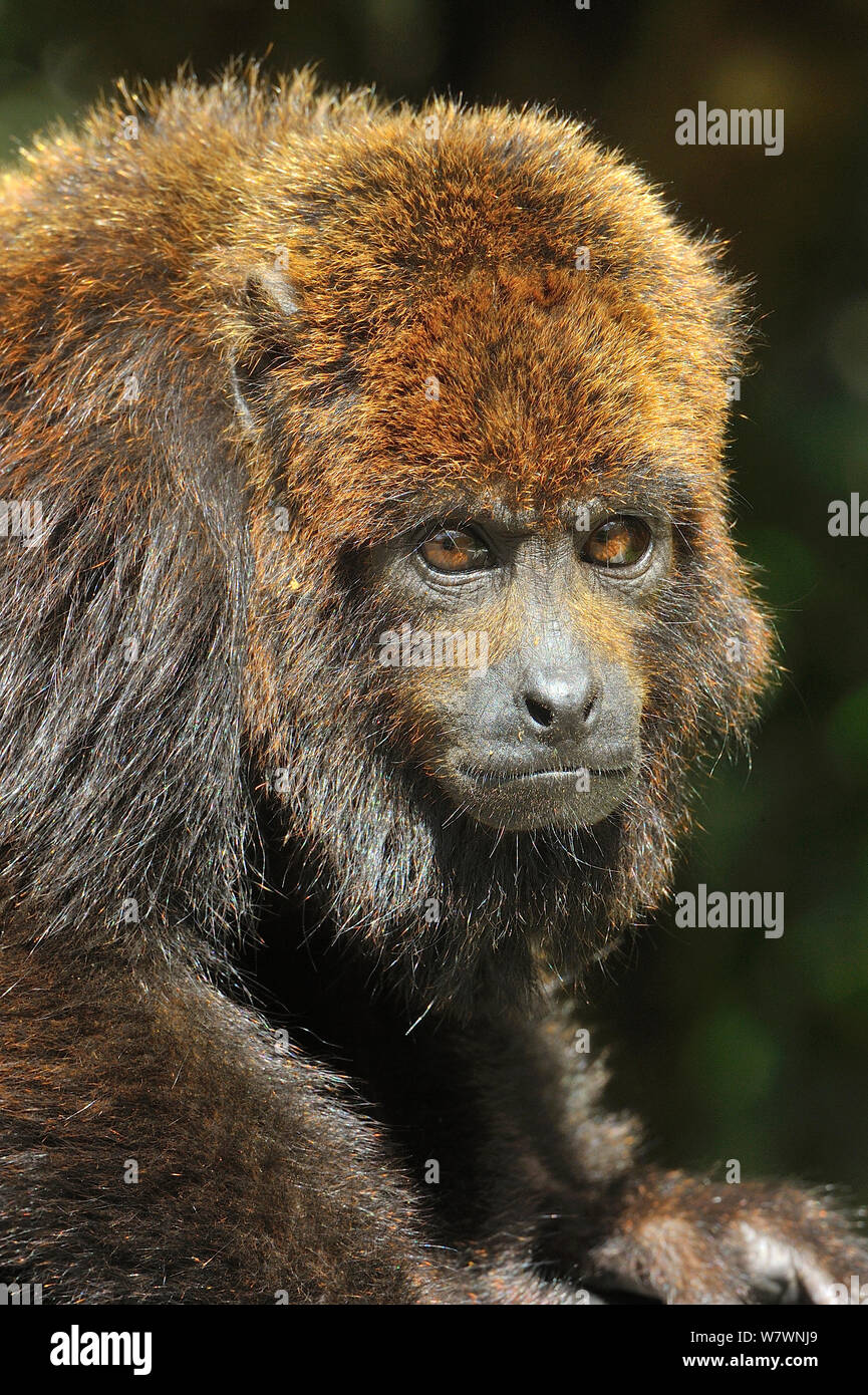 Northern Brown Howling monkey (Alouatta guariba guariba) portrait, Atlantic Rainforest of Southern Bahia State, Eastern Brazil. Stock Photo