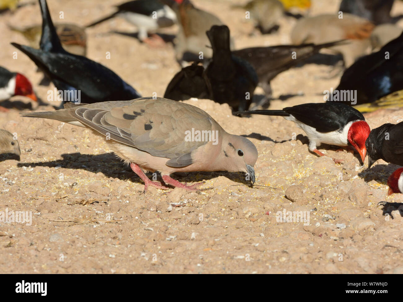 Eared Dove (Zenaida auriculata) foraging with Yellow-billed cardinals (Paroaria capitata) and other birds, Pantanal,  Mato Grosso, Brazil. Stock Photo