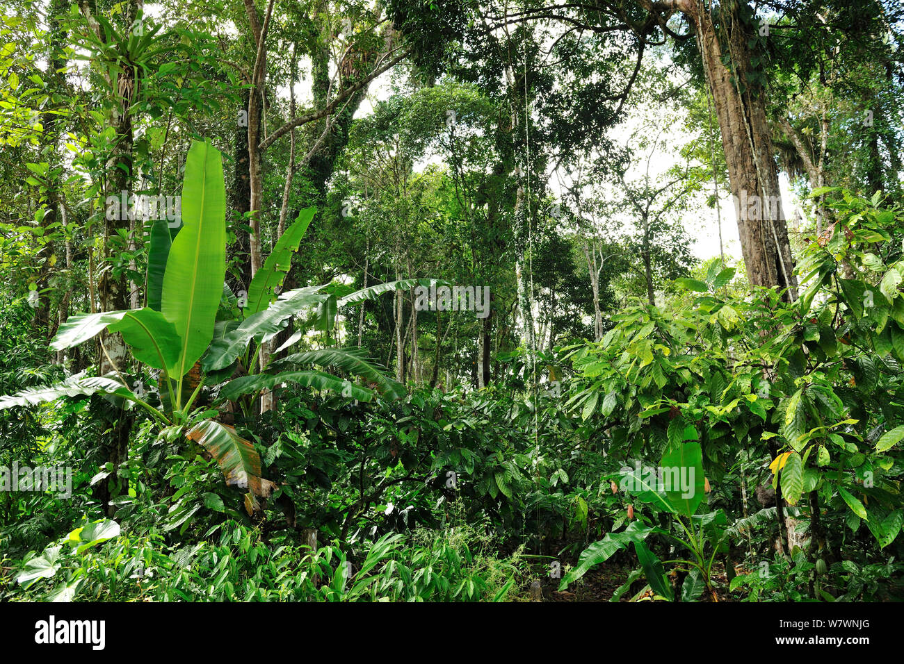 &#39;Cabruca&#39; forest (Lowland Atlantic rainforest with undergrowth cleaned to make room for plantation of cocoa) in Paris Farm of Serra Bonita Private Natural Heritage (RPPN Serra Bonita), Camacan, Southern Bahia State, Eastern Brazil. Stock Photo