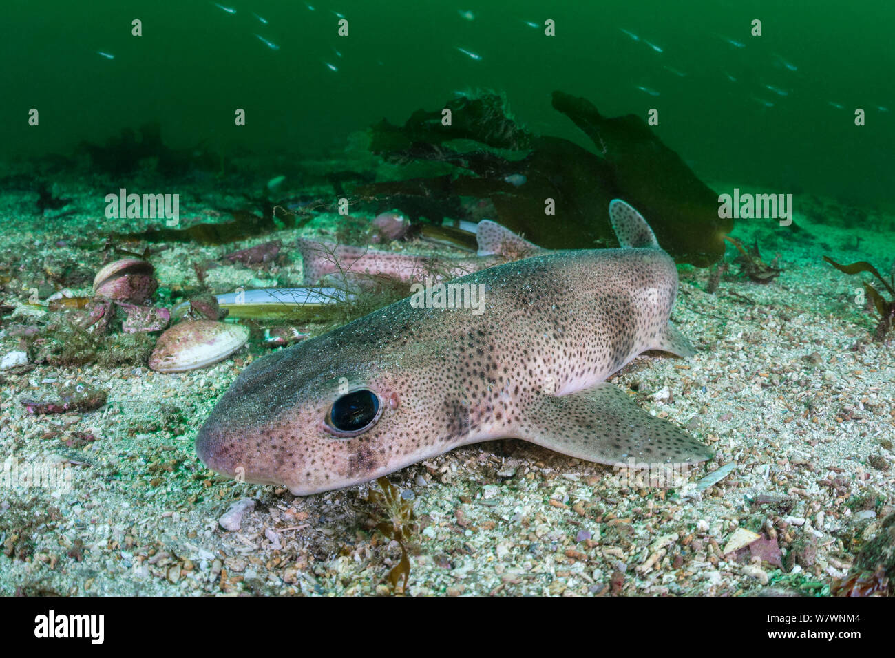 Lesser spotted catshark (Scyliorhinus canicula) resting on the seabed in channel between two islands. Shetland Islands, Scotland, British Isles, July. North East Atlantic Ocean. Stock Photo