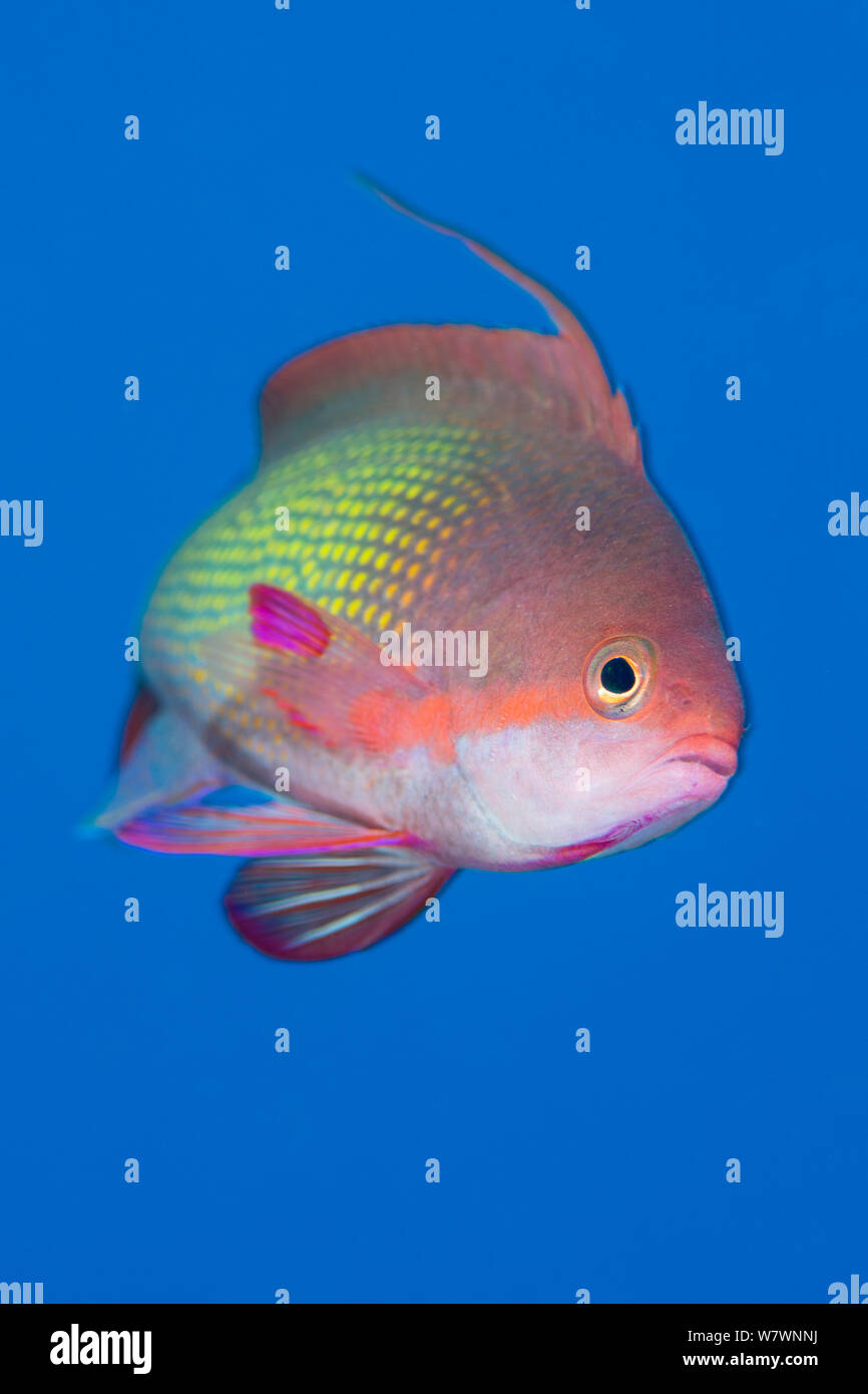Portrait of male Scalefin anthias (Pseudanthias squamipinnis) swimming ...