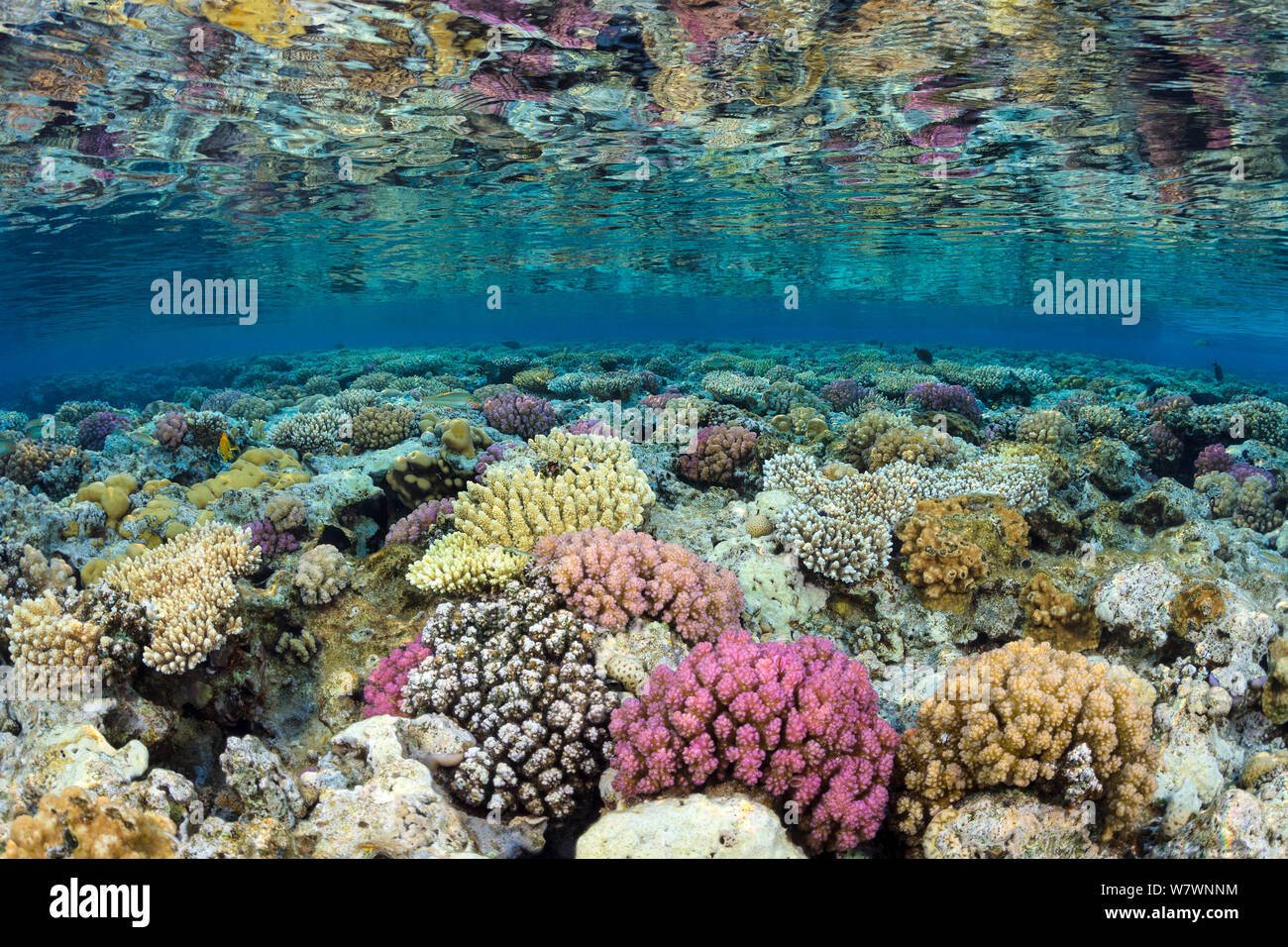 Shallow coral reef flat with corals (Pocillopora damicornis, Acropora humilis and Pocillopora verrucosa) in evening light. Gordon Reef, Strait of Tiran, Sinai, Egypt. Gulf of Aqaba, Red Sea. Stock Photo