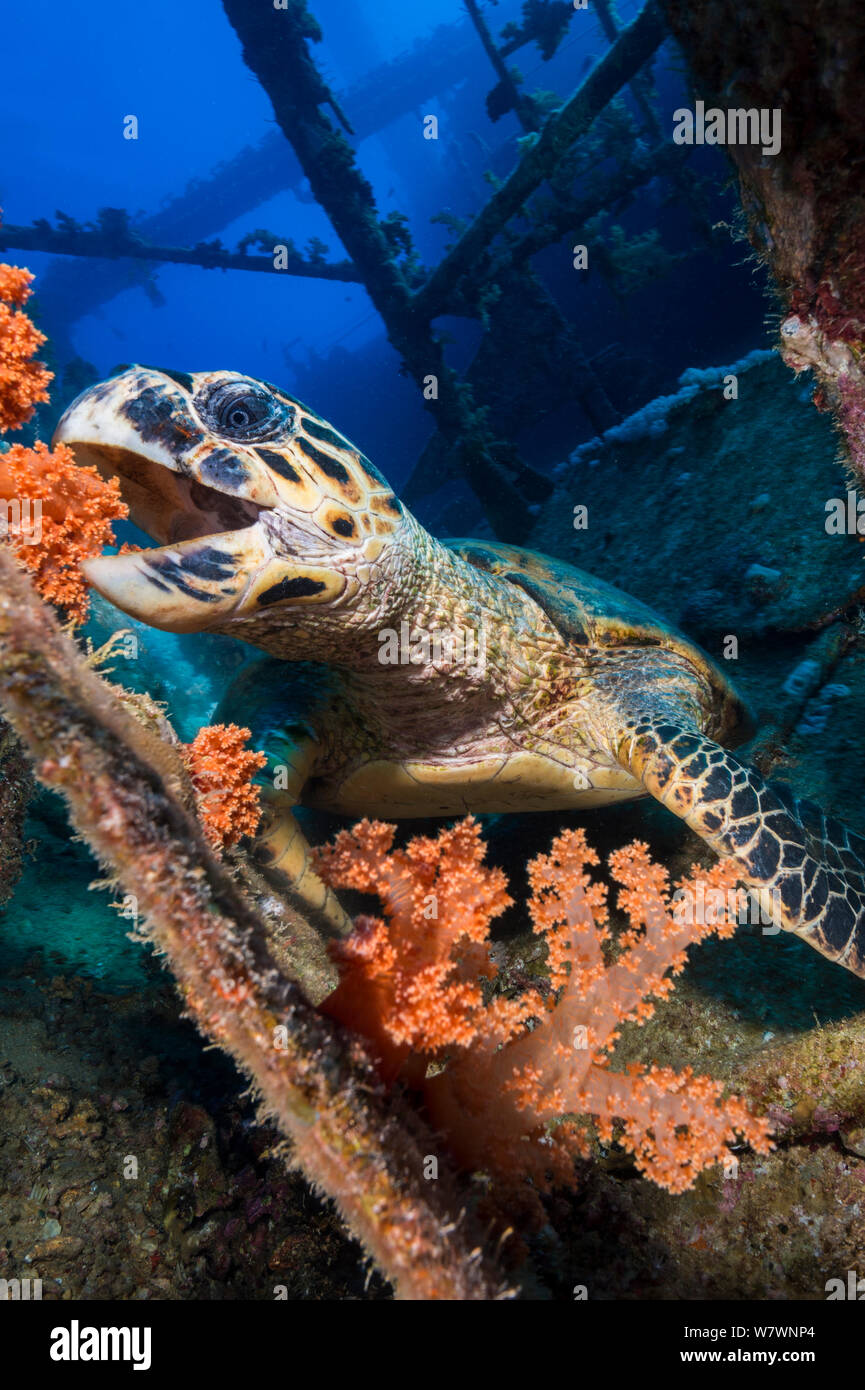 Hawksbill turtle (Eretmochelys imbricata) feeding on red soft corals (Scleronephthya corymbosa) on the wreck of Giannis D, Abu Nuhas reef. Strait of Gubal, Red Sea. Egypt. Stock Photo