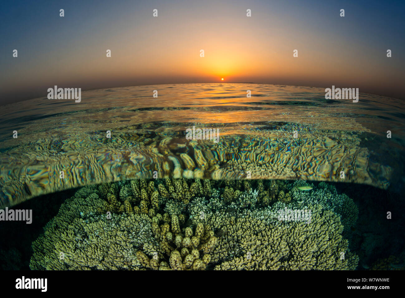 Split level view of coral reef with corals (Acropora sp.) and Sargassum seaweed (Turbinaria decurrens) at sunset. Abu Nuhas, Egypt. Strait of Gubal, Red Sea. Stock Photo