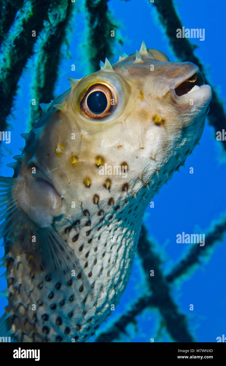 Porcupinefish (Diodon hystrix) sheltering within man-made structure in Na&#39;ama Bay, Sharm El Sheikh, Sinai, Egypt. Gulf of Aqaba, Red Sea. Stock Photo
