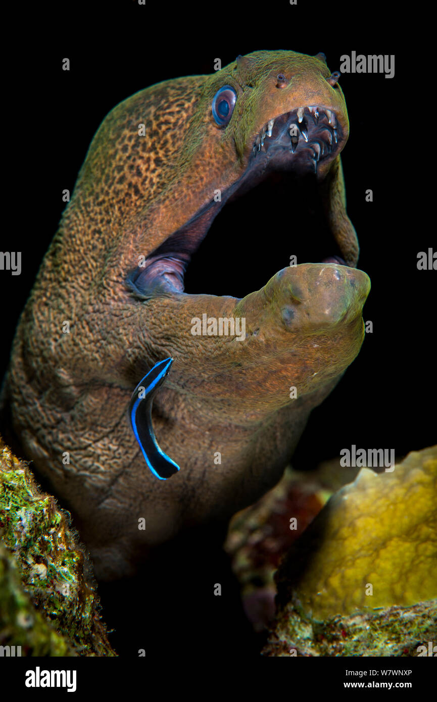 Giant moray (Gymnothorax javanicus) emerges from crack in coral reef and is cleaned by cleaner wrasse (Labroides dimidiatus) Ras Mohammed Marine Park, Sinai, Egypt. Red Sea. Stock Photo
