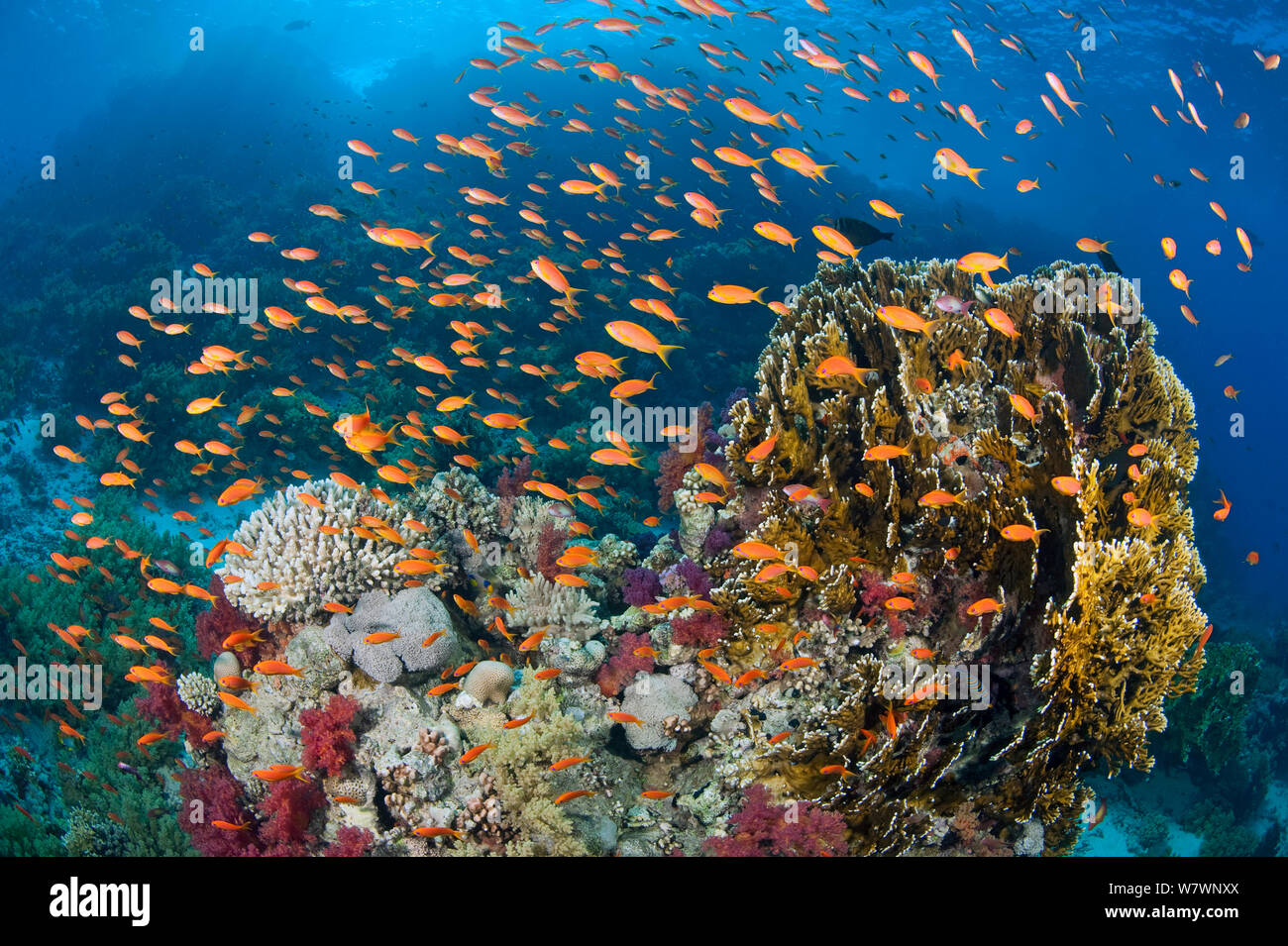 Busy coral reef community feeding on plankton, with Scalefin anthias