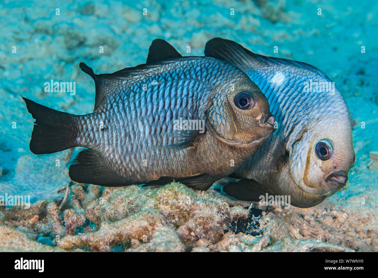 Spawning pair of Domino damselfish (Dascyllus trimaculatus) The female is in front, the male is behind and his head has gone almost white during the spawning. He will guard the eggs until they hatch. Ras Katy, Sharm El Sheikh, Sinai, Egypt. Gulf of Aqaba, Red Sea Stock Photo