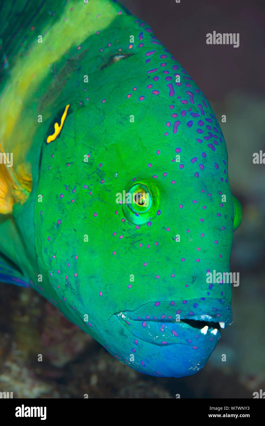 Portrait of face of male Broomtail wrasse (Cheilinus lunulatus) Sharm