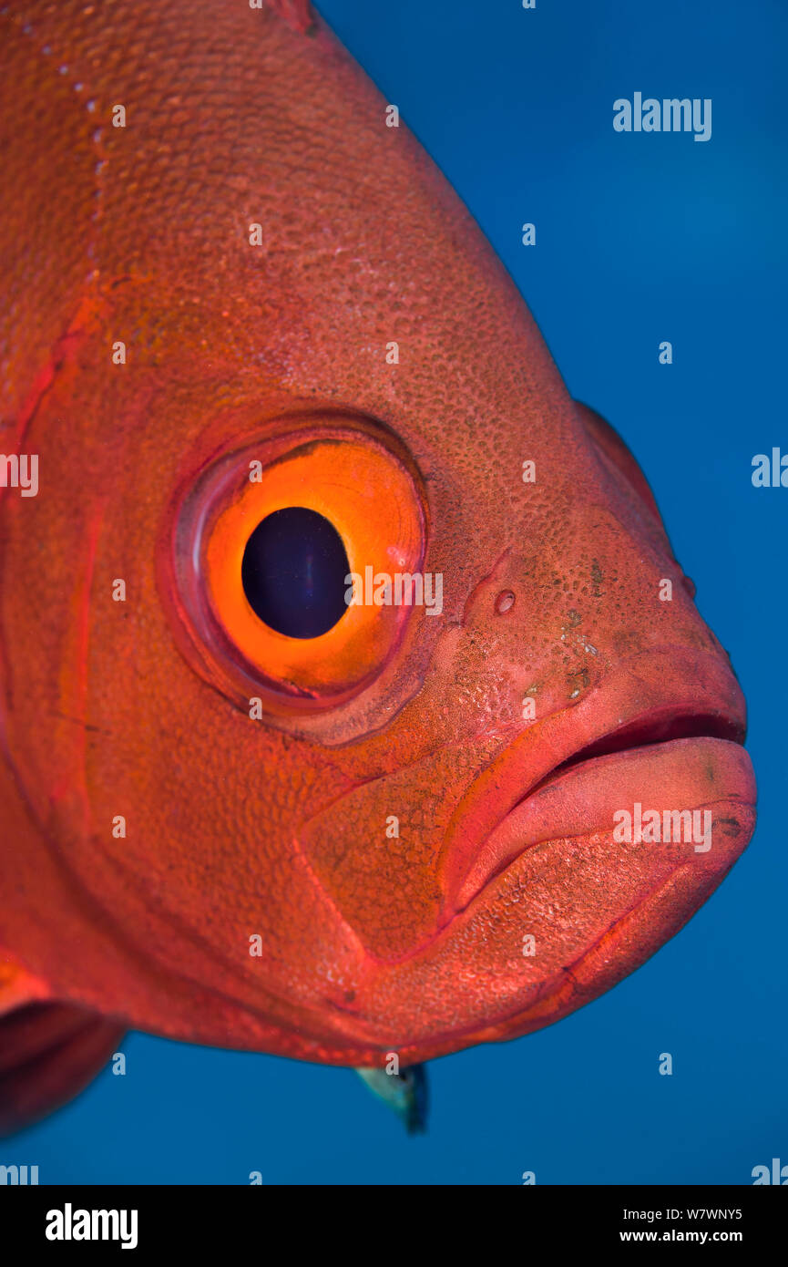 Hawaiian bigeye hires stock photography and images Alamy