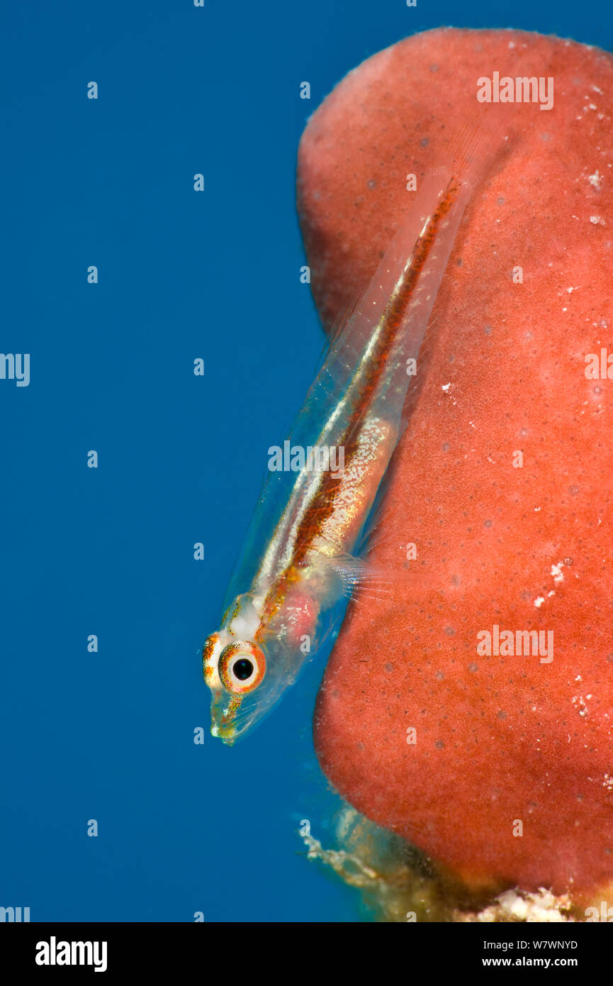 Translucent goby (Bryaninops erythrops) on red sponge (Pione sp.) Sinai, Egypt. Red Sea. Stock Photo
