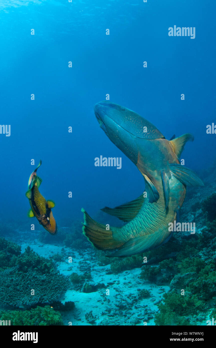 Male Napoleon wrasse (Cheilinus undulatus) fighting with Titan triggerfish (Balistoides viridescens) defending its large clutch of eggs. Shark Reef, Ras Mohammed Marine Park, Sinai, Egypt. Red Sea. Stock Photo