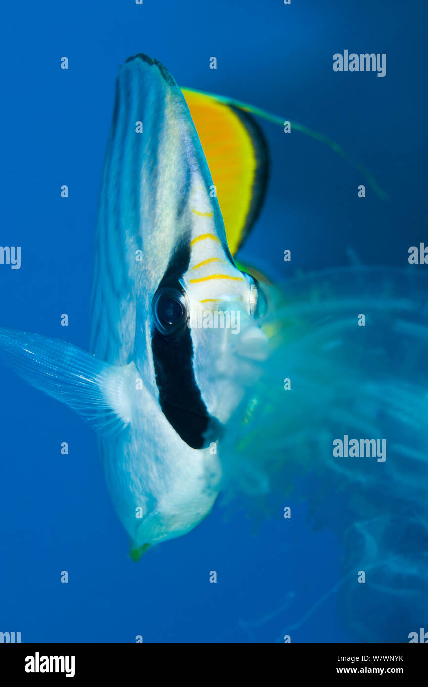 Threadfin butterflyfish (Chaetodon auriga) feeding on ctenophore jellyfish. Sharm El Shiekh, Sinai, Egypt. Gulf of Aqaba, Red Sea. Stock Photo