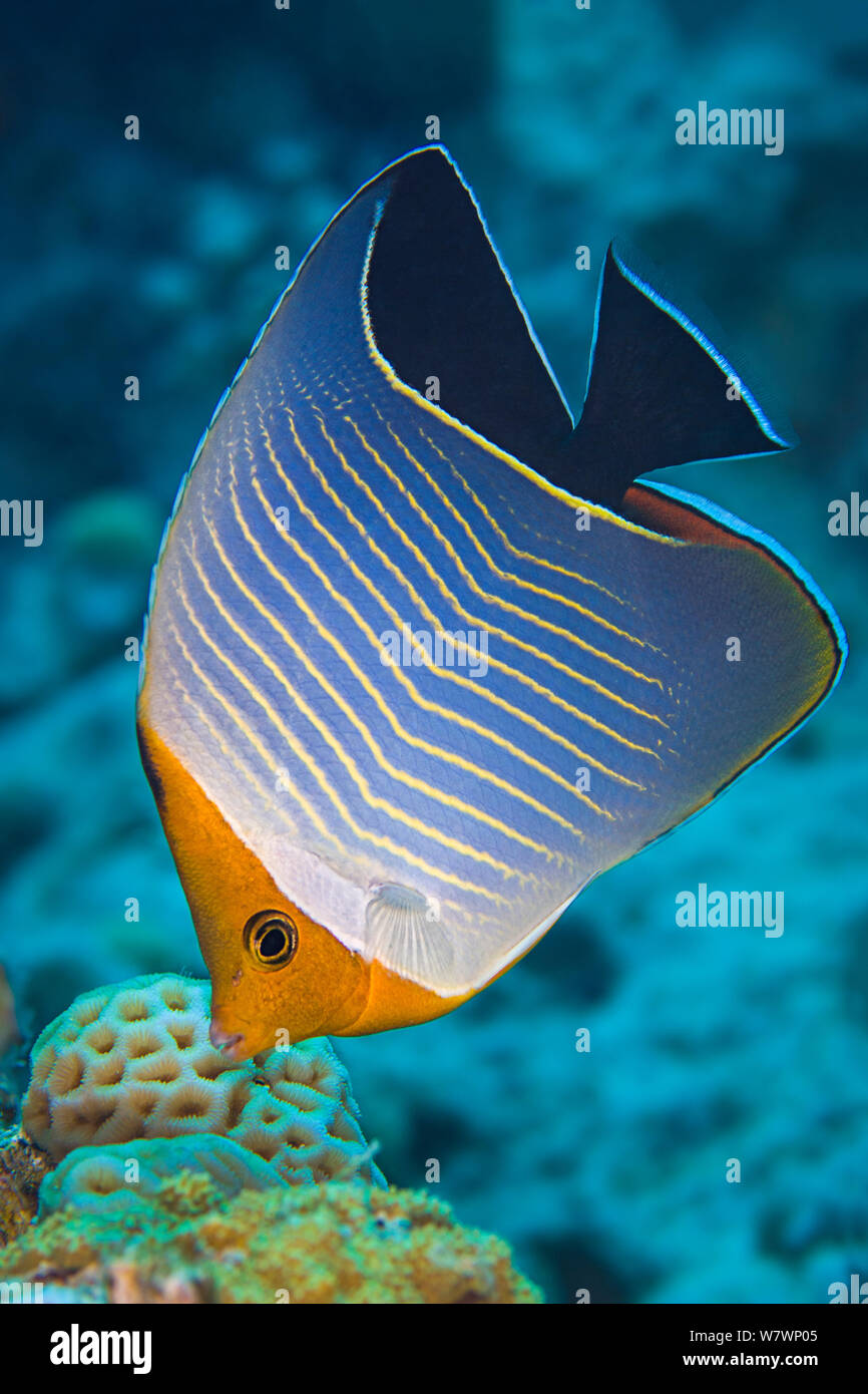 Portrait of an Orangeface butterflyfish (Chaetodon larvatus) This species is endemic to the Red Sea. Wreck of Kingston, Shag Rock, Sinai, Egypt. Gulf of Suez, Red Sea. Stock Photo