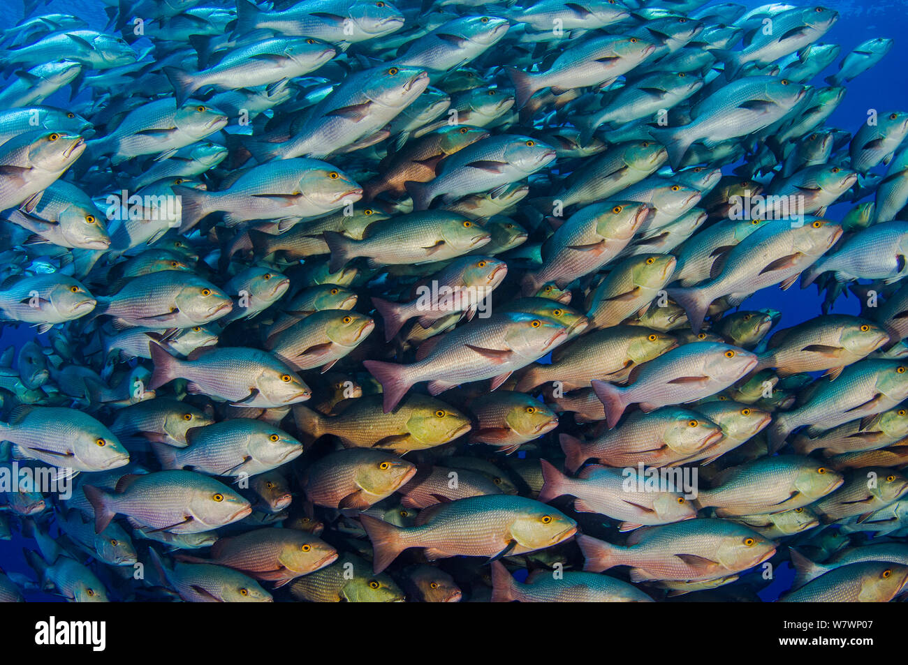 Large school of Bohar snappers (Lutjanus bohar) which have gathered in the summer in the Red Sea for spawning. Each fish is between 60 and 80cm long. Shark Reef, Ras Mohammed Marine Park, Sinai, Egypt. Red Sea. Stock Photo