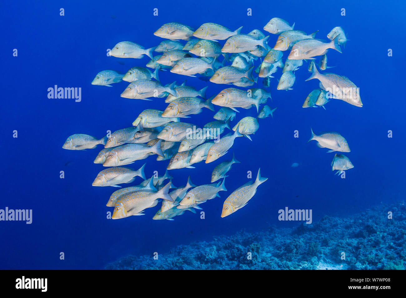 School of Bluescale emperors (Lethrinus nebulosus) gathered for spawning. This species is usually solitary predator on the coral reef. Yolanda Reef, Ras Mohammed Marine Park, Sinai, Egypt. Red Sea. Stock Photo