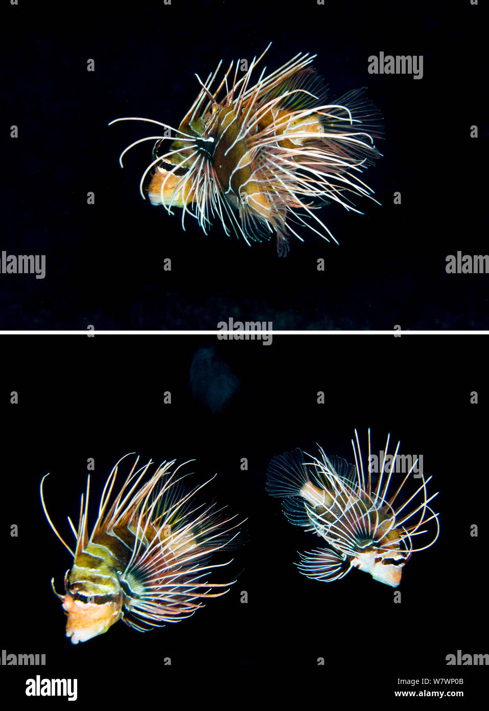 Clearfin Lionfish (Pterois radiata) mating. The top frame shows the