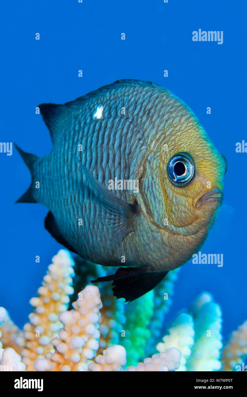 Portrait of Domino damselfish (Dascyllus trimaculatus) over coral head (Acropora lamarkii) Ras Katy, Sinai, Egypt. Gulf of Aqaba, Red Sea. Stock Photo