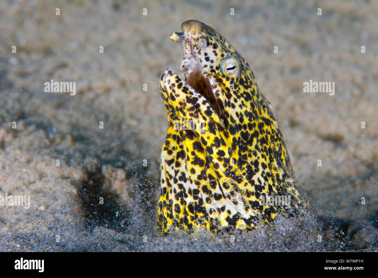 Marbled snake eel (Callechelys marmoratus) thrusts its head out of sand, stiring up the sediment. Nuweiba, Sinai, Egypt. Gulf of Aqaba, Red Sea. Stock Photo