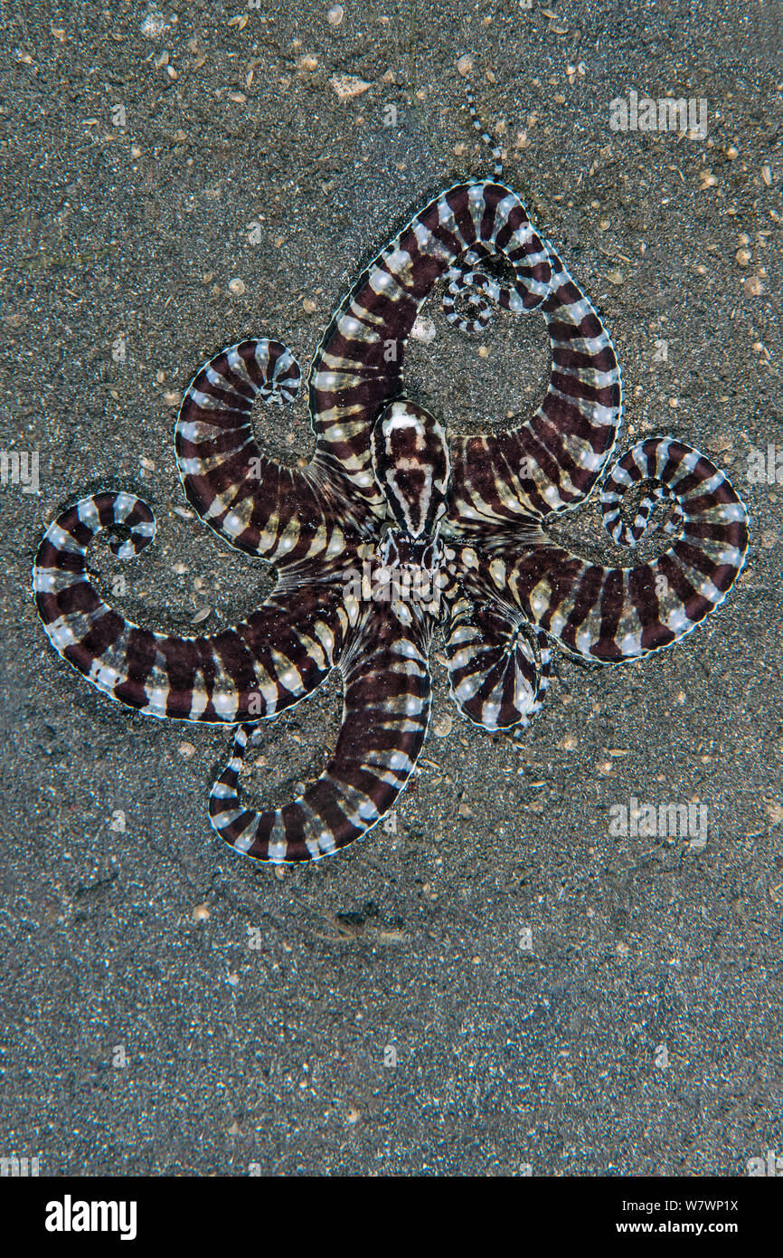 Mimic Octopus Mimicking Diver