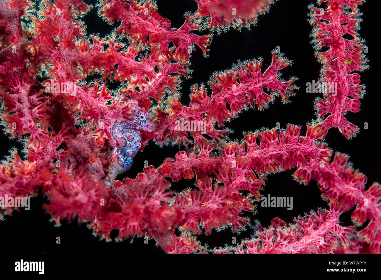 Pygmy seahorse (Hippocampus bargibanti) sheltering in seafan (Muricella sp.), which is backlit by flash. Bitung, North Sulawesi, Indonesia. Lembeh Strait, Molucca Sea. Stock Photo